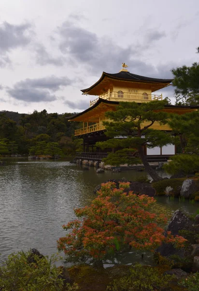 Zen Buddhistický Chrám Kinkaku Třpytivými Zlatými Řadami Mezi Pokroucenými Borovými — Stock fotografie