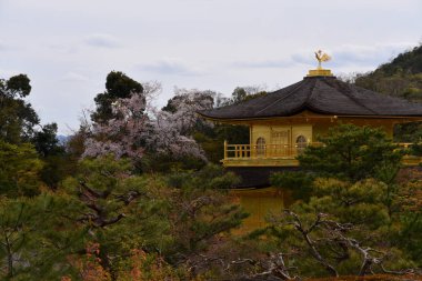 Budist Tapınağı Kinkaku-ji eğri büğrü çam ormanları arasında pırıl pırıl altın katlar, Kyoto, Japonya