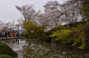 Japonya, Kyoto 'nun doğusundaki Budist tapınağı yakınlarındaki Kiyomizu-dera' da gölet kenarında yürüyen turistler ve çiçek açan sakura ağaçları.