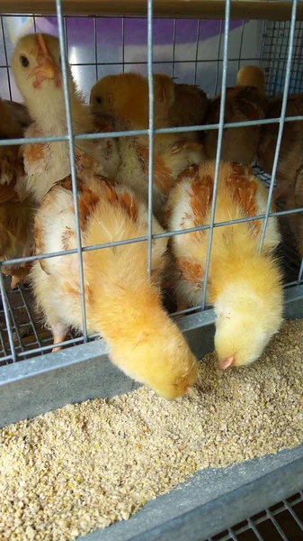 Металлической Клетке Много Маленьких Желтых Цыплят — стоковое фото