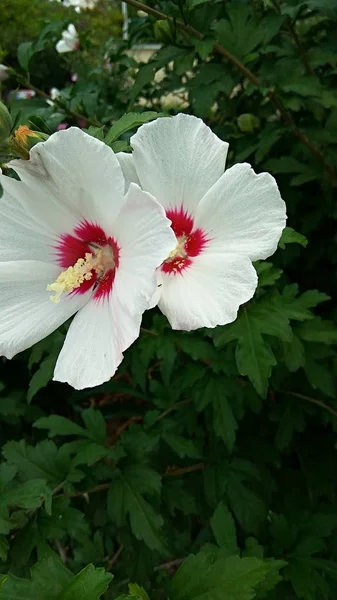 白い花を持つ大きな茂み — ストック写真