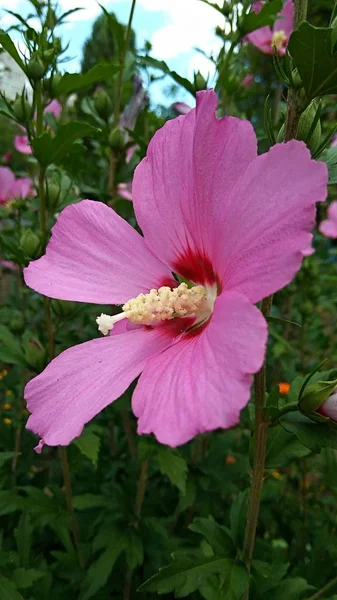 Ein Strauch Mit Einer Großen Rosa Blüte Und Einem Gelben — Stockfoto