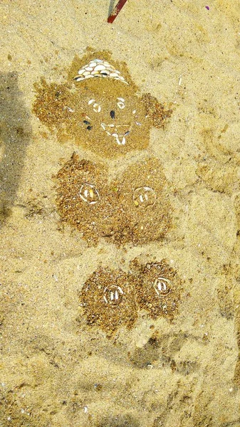 Ufer Von Sand Und Muscheln Machte Einen Bären — Stockfoto