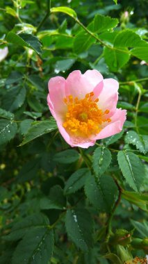 yağmurdan sonra bir damla ile pembe kalça çiçek