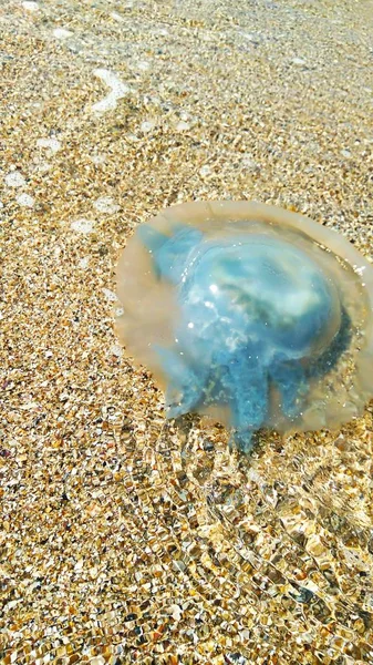 海边的大蓝水母 — 图库照片