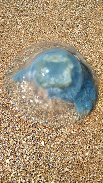 海边的大蓝水母 — 图库照片