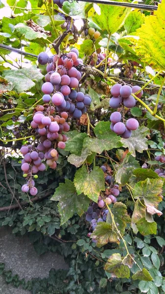 Vignobles Avec Grandes Grappes Raisins Feuillage — Photo