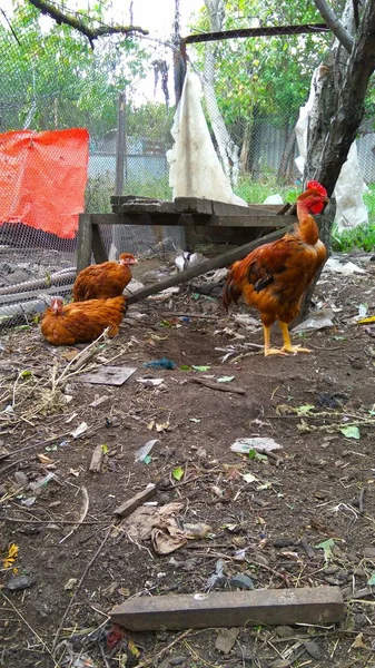 Volière Avec Poulets Rouges — Photo