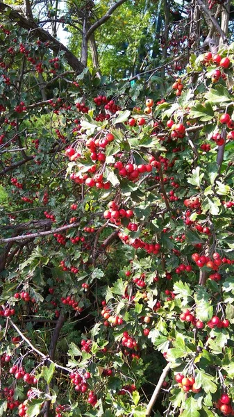 Arbusto Verde Del Viburno Rojo — Foto de Stock