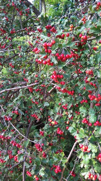 Green Bush Red Viburnum — Stock Photo, Image