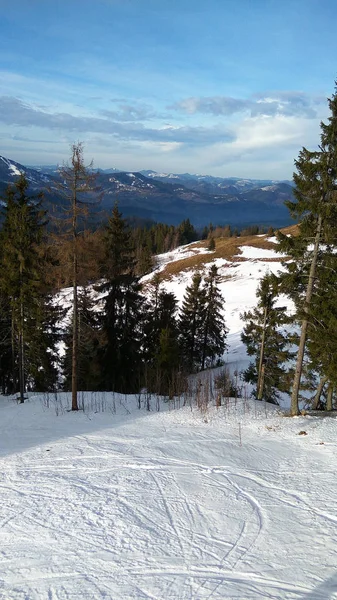 Invierno Cárpatos Abeto Verde Panorama Pistas Esquí —  Fotos de Stock