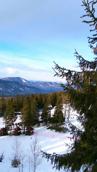 Winter Karpaten Groene Sparren Panorama Van Ski Pistes — Stockfoto