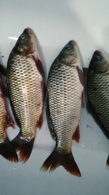 taze sazan balık yakalamak