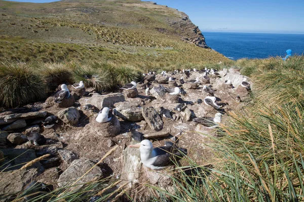 a sea gull is living in antarctica and is looking for some food