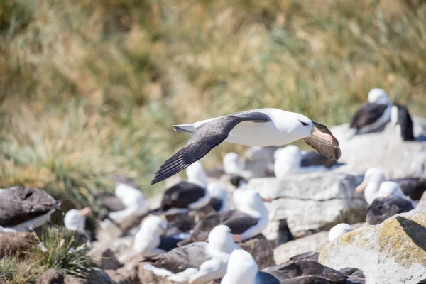 a sea gull is living in antarctica and is looking for some food