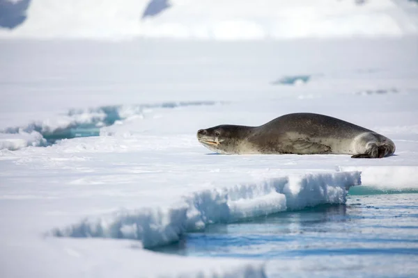 seal and sea lion sitting on a rock in the sun in the antarctica by the ocean