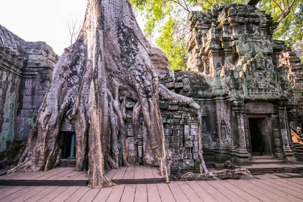 An old temple in cambodia full of plans and trees over grown