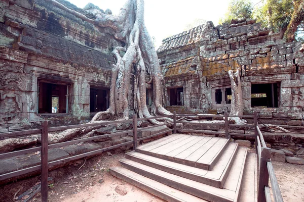 An old temple in cambodia full of plans and trees over grown