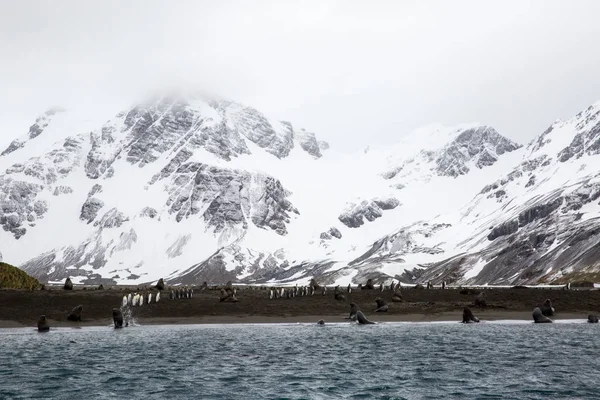 icecaps in the Antarctica with iceberg in the ocean swimming around and melting in the sea