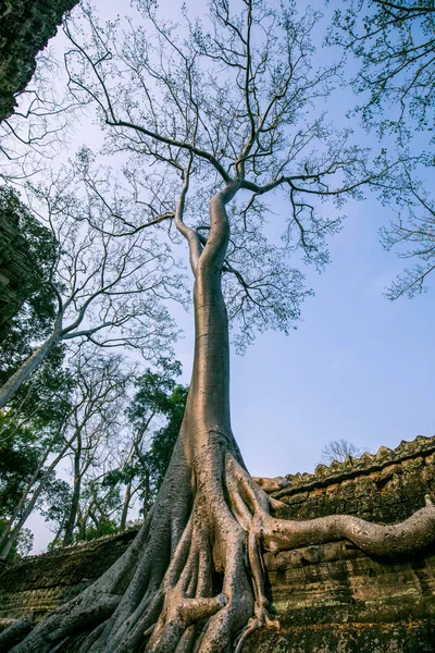 An old temple in cambodia full of plans and trees over grown