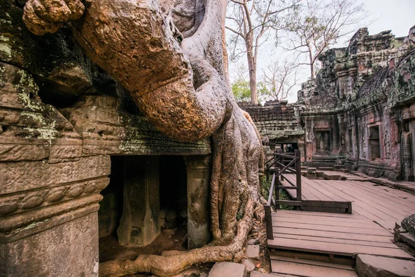 An old temple in cambodia full of plans and trees over grown