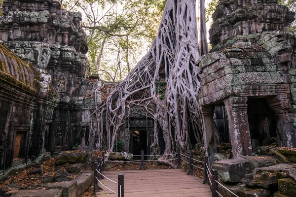 An old temple in cambodia full of plans and trees over grown