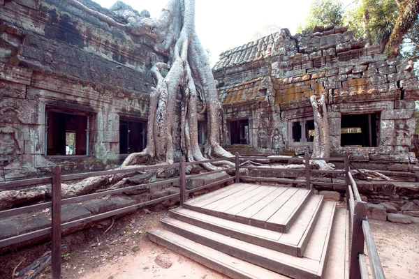 An old temple in cambodia full of plans and trees over grown