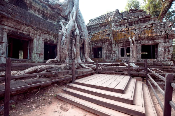 An old temple in cambodia full of plans and trees over grown