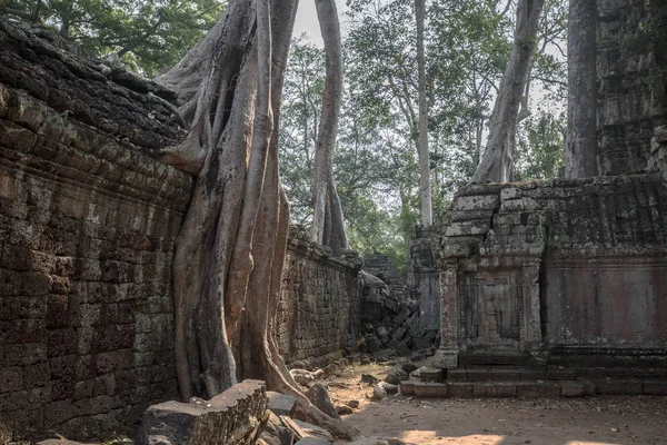 An old temple in cambodia full of plans and trees over grown