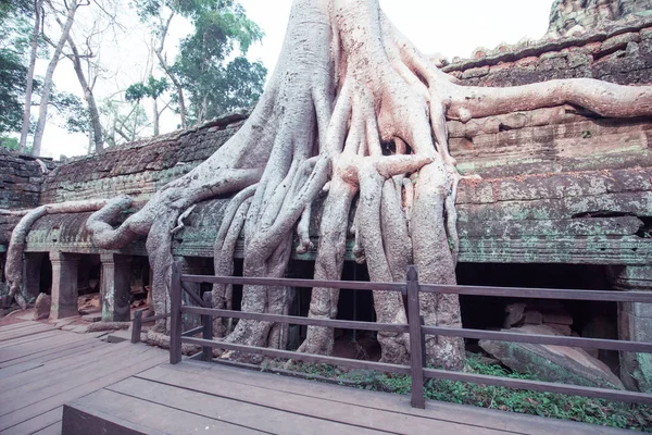 An old temple in cambodia full of plans and trees over grown