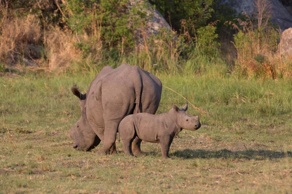 a rhino in africa is waking around and looking for food and water to drink