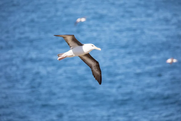 a sea gull is living in antarctica and is looking for some food