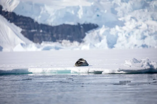 seal and sea lion sitting on a rock in the sun in the antarctica by the ocean