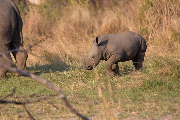 a rhino in africa is waking around and looking for food and water to drink