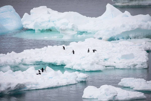 some penguins in the arctic walking around on the north pole and looking for the young