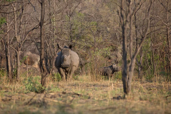 a rhino in africa is waking around and looking for food and water to drink