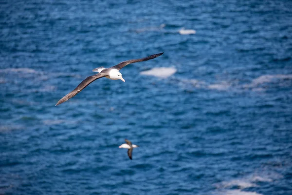 a sea gull is living in antarctica and is looking for some food