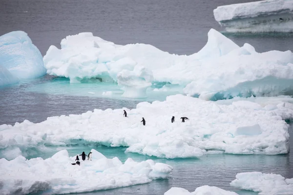 some penguins in the arctic walking around on the north pole and looking for the young