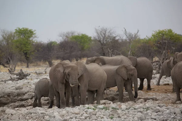 a big elephant family in africa is walking around for eating and drinking water