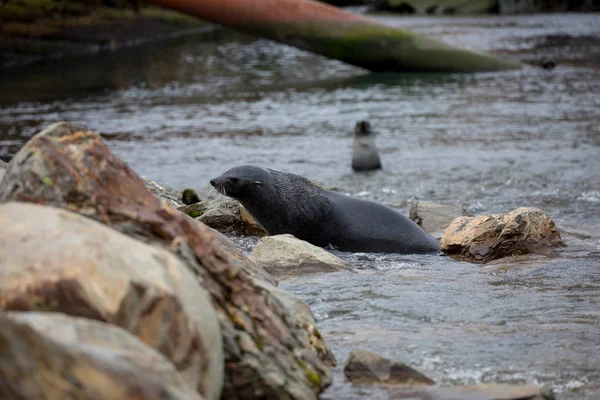 seal and sea lion sitting on a rock in the sun in the antarctica by the ocean