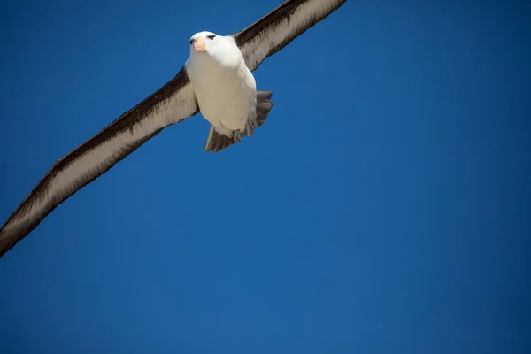 a sea gull is living in antarctica and is looking for some food