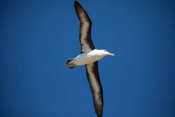 a sea gull is living in antarctica and is looking for some food