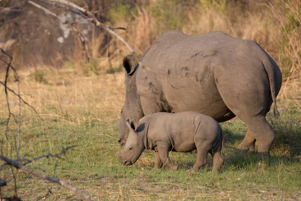 a rhino in africa is waking around and looking for food and water to drink