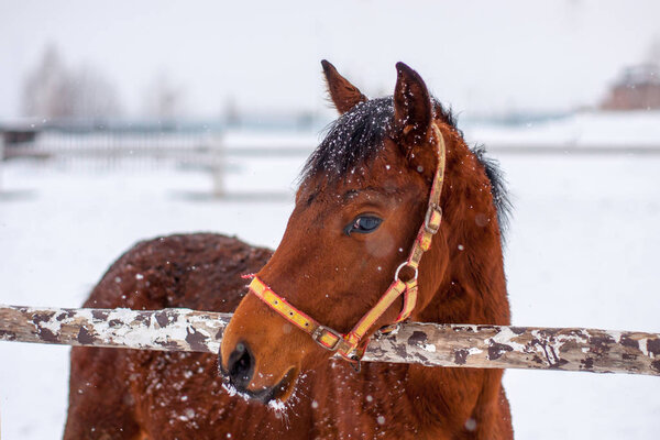 siberian horses in winter/gift for the new year 2019