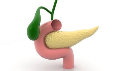 Beyaz arkaplanda pankreasın 3 boyutlu çizimi