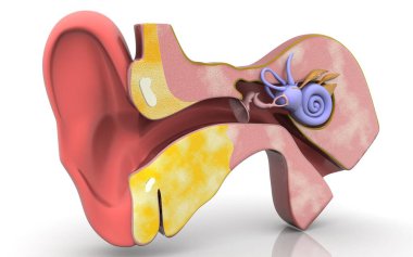 3D illustration of inner ear .Cross section of inner ear clipart