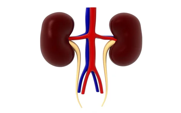 白い背景に隔離された腎臓のヒト器官3Dレンダリング — ストック写真