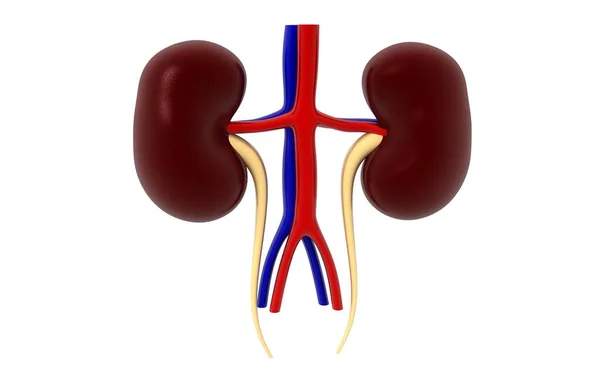 Νεφρικό Ανθρώπινο Όργανο Που Απομονώνεται Λευκό Φόντο Απόδοση — Φωτογραφία Αρχείου