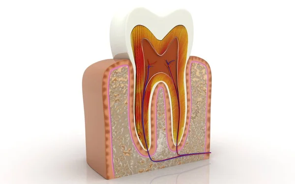 Przekrój Zębów Ilustracja — Zdjęcie stockowe