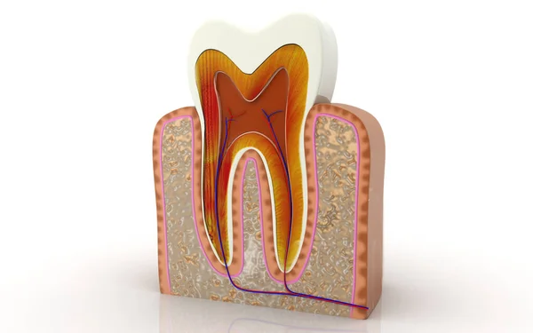 Coupe Transversale Des Dents Illustration — Photo